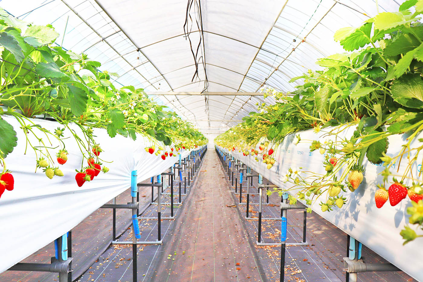 ”美味しさ”にこだわった苺で皆さまに笑顔と喜びを届けたい。画像